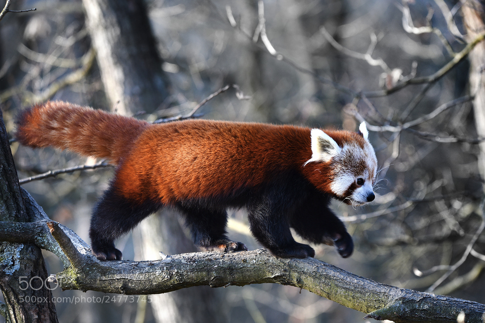 Nikon D750 sample photo. Red panda photography