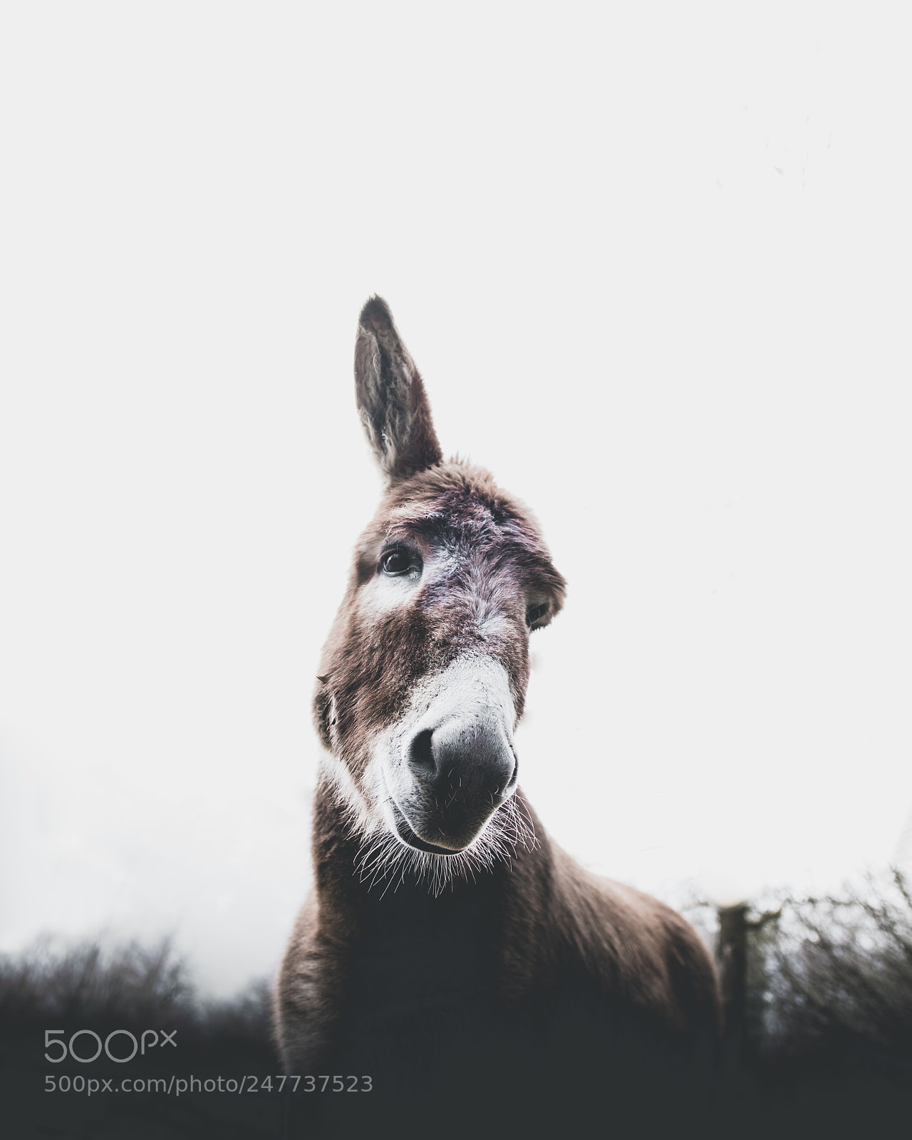 Sony a7R II sample photo. Untitled photography