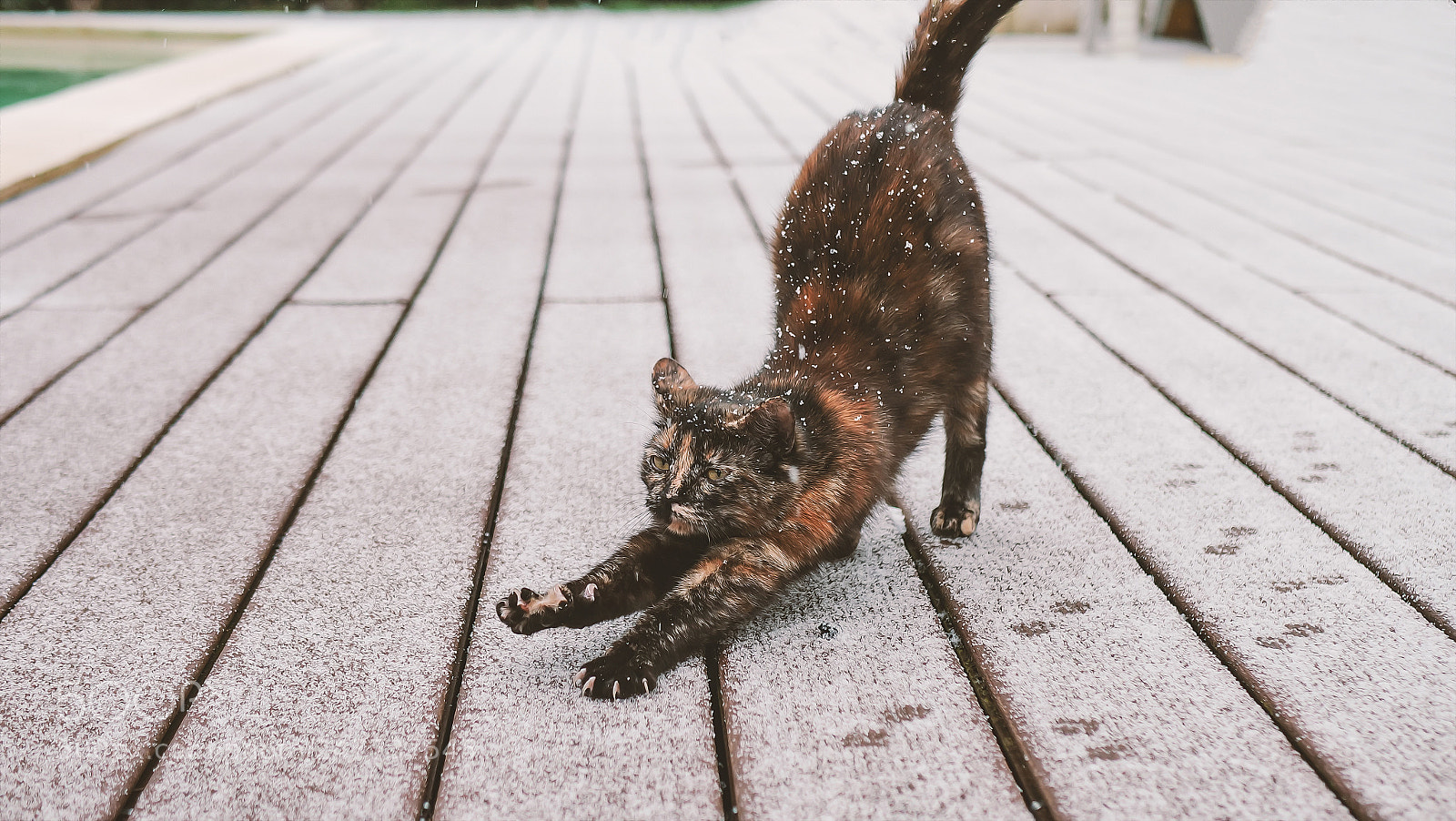 Panasonic Lumix DC-GH5 sample photo. Snow - cat photography