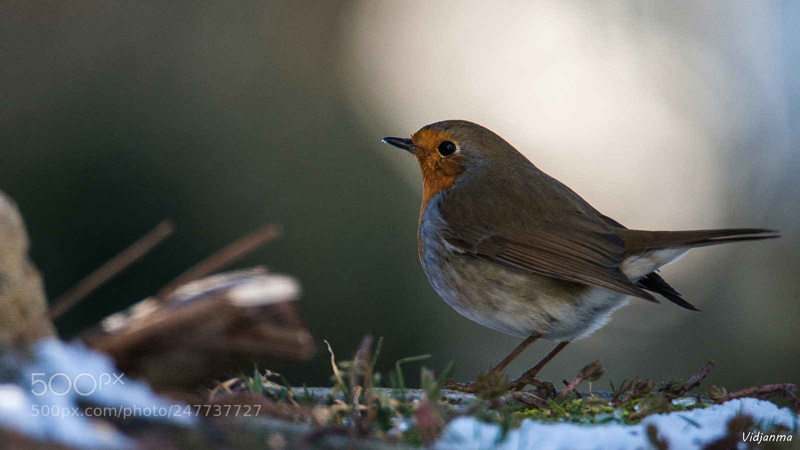 Nikon D610 sample photo. Rouge-gorge dans la lumi photography
