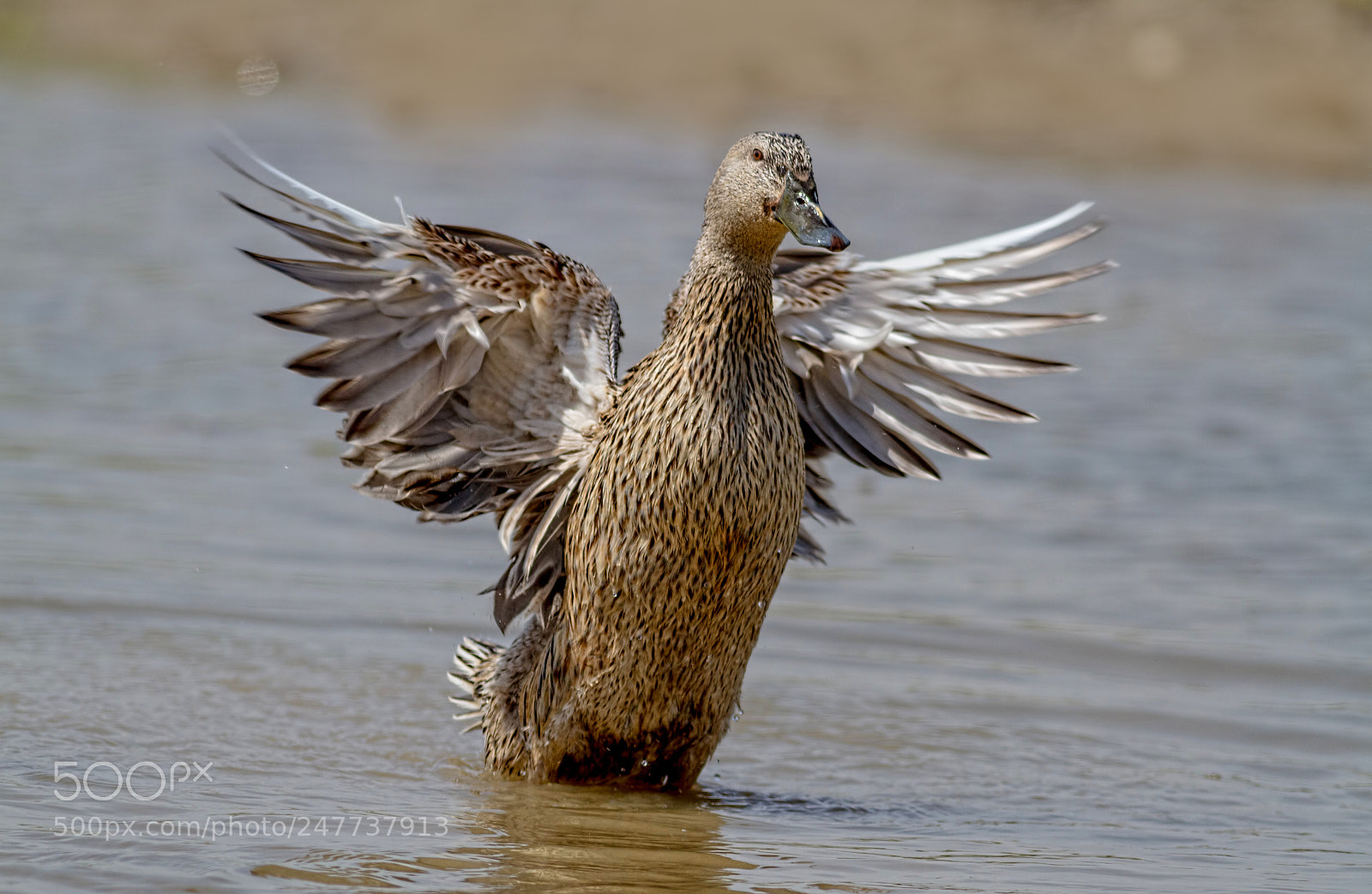 Canon EOS 7D sample photo. Mallard duck female... photography