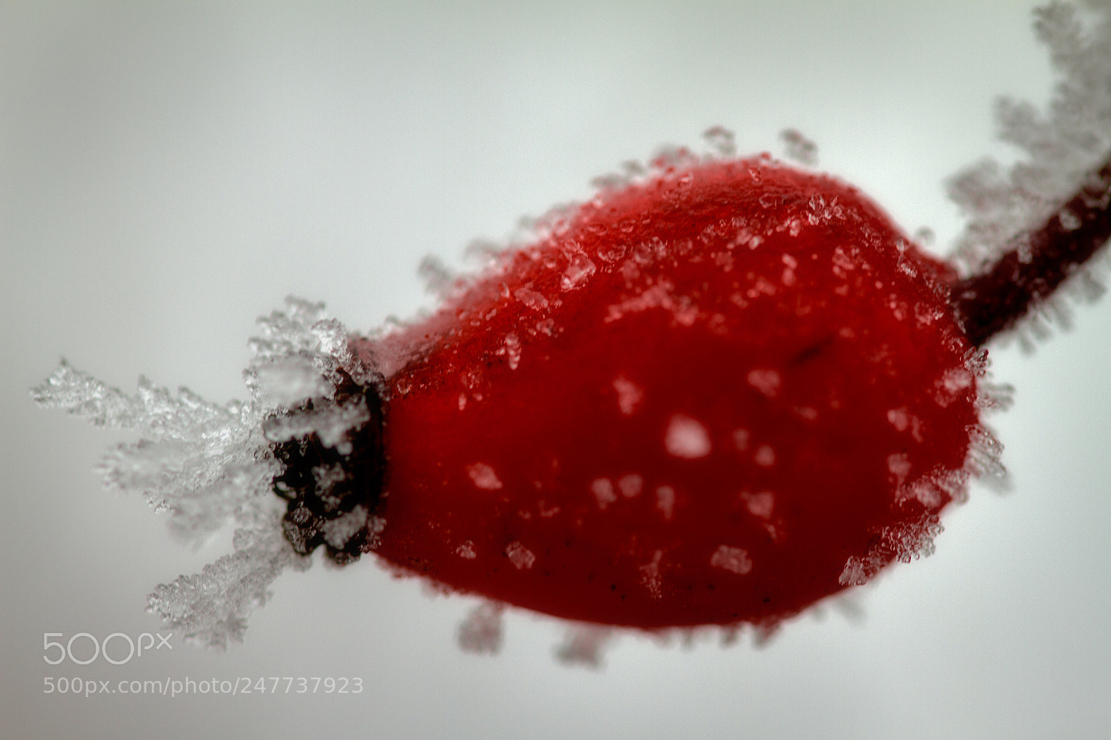 Canon EOS 7D sample photo. Frozen rosehip photography