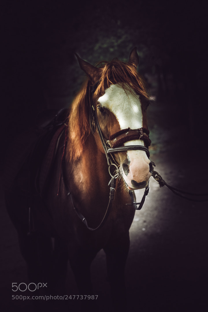 Canon EOS 60D sample photo. Horse photography