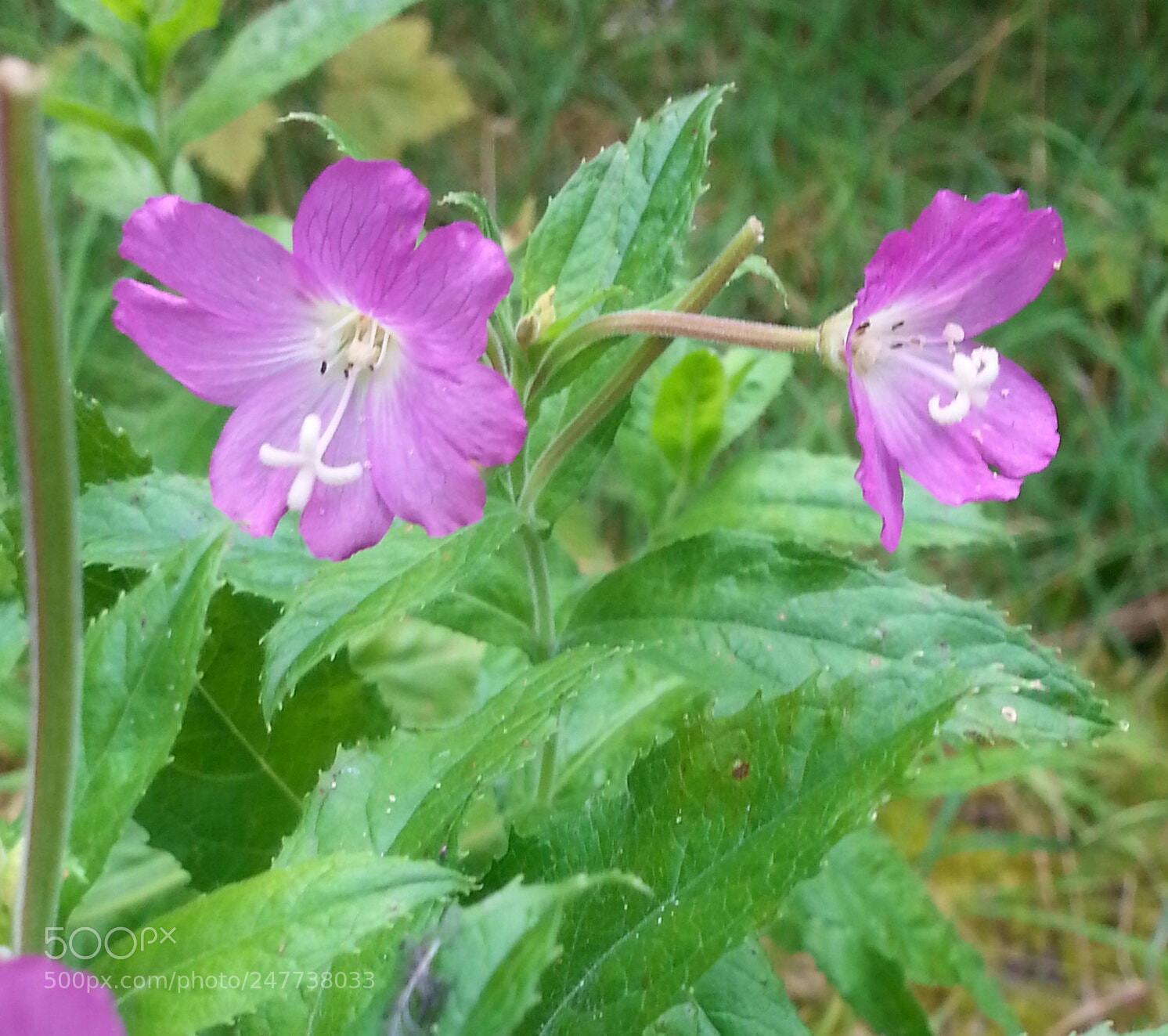 Samsung Galaxy S3 sample photo. Nature is beauty photography