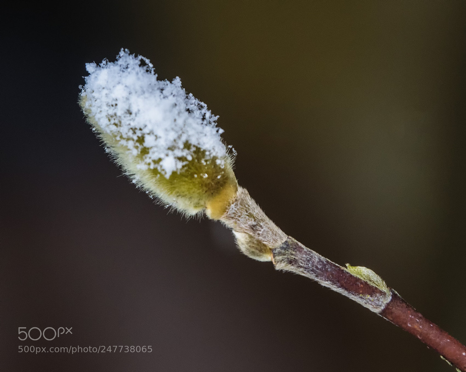 Olympus OM-D E-M1 sample photo. Snow bud photography
