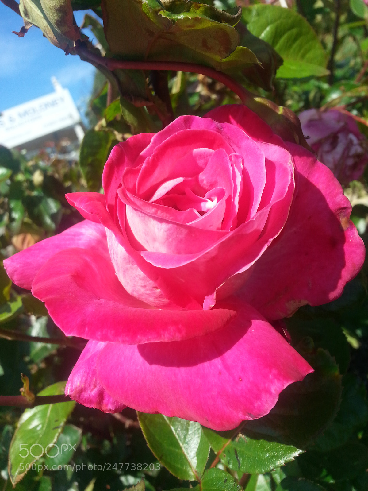 Samsung Galaxy S3 sample photo. Untitled photography