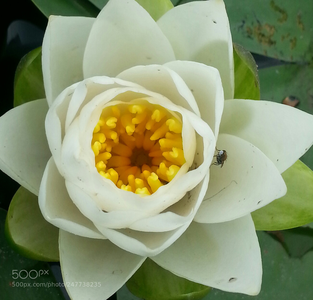 Samsung Galaxy S3 sample photo. Lilly photography