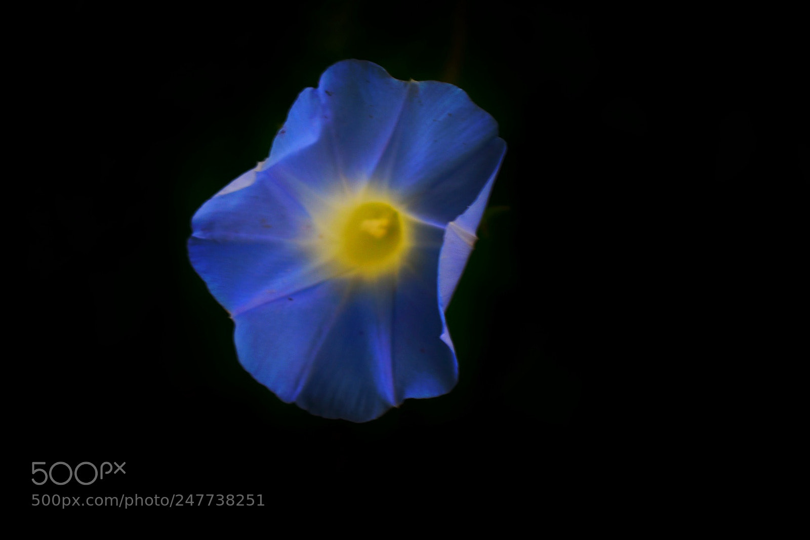 Nikon D3400 sample photo. Blue flower photography