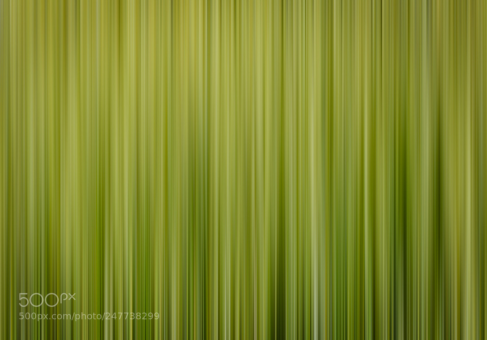 Nikon D5500 sample photo. Vertical spring green blurred photography