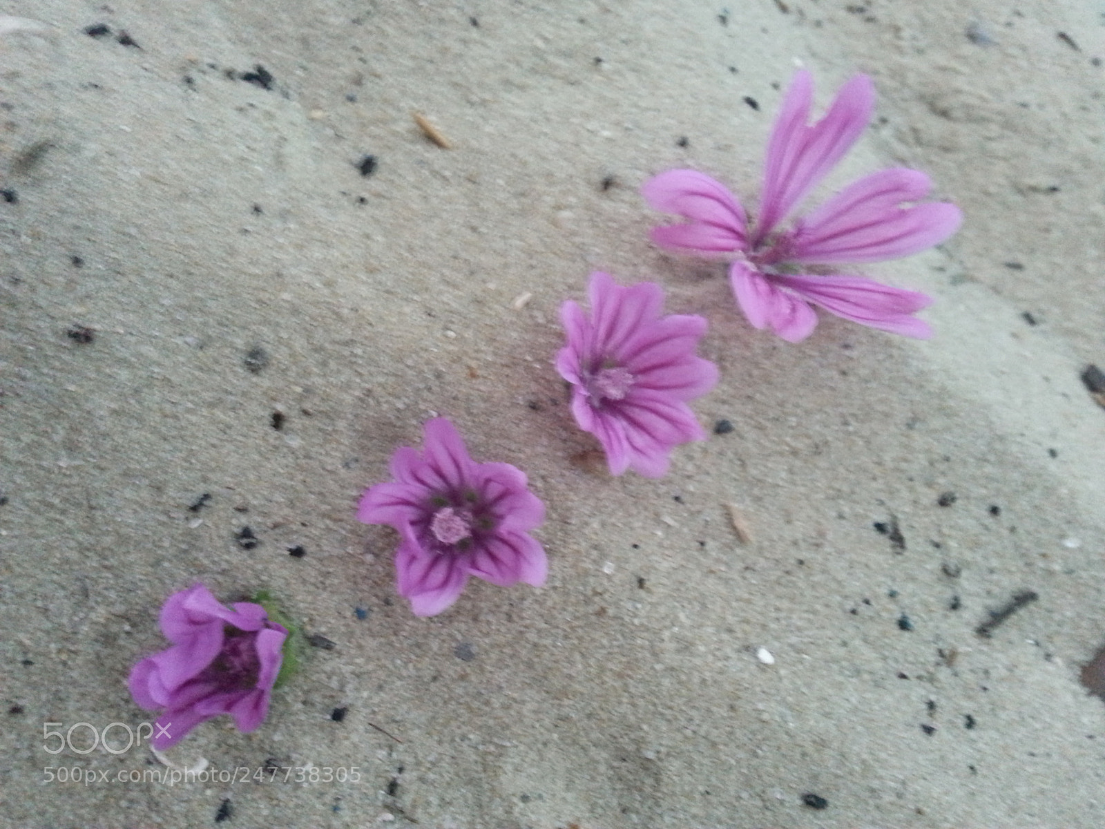 Samsung Galaxy S3 sample photo. Bloom photography