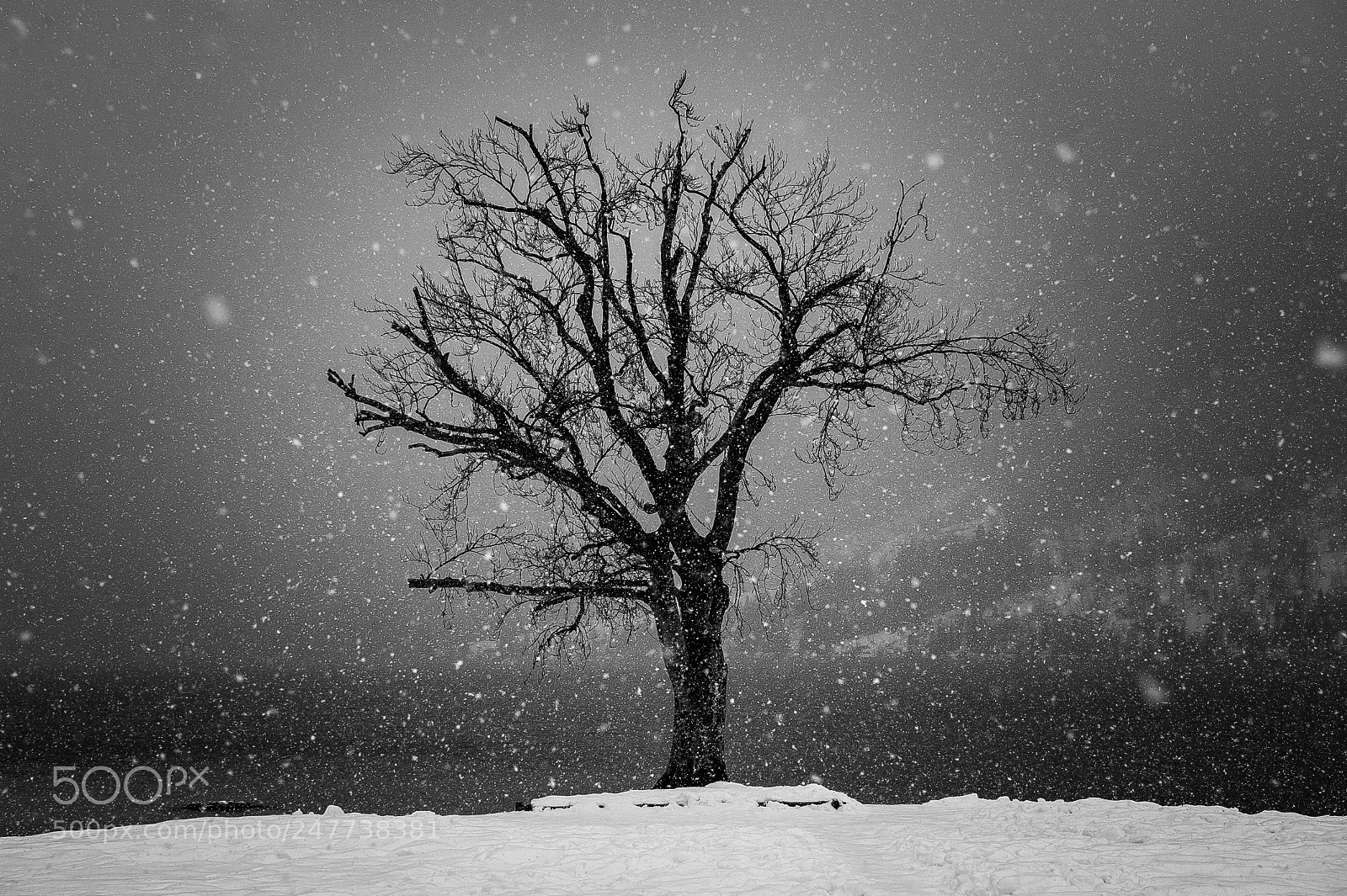 Nikon D700 sample photo. Tree by the lake photography