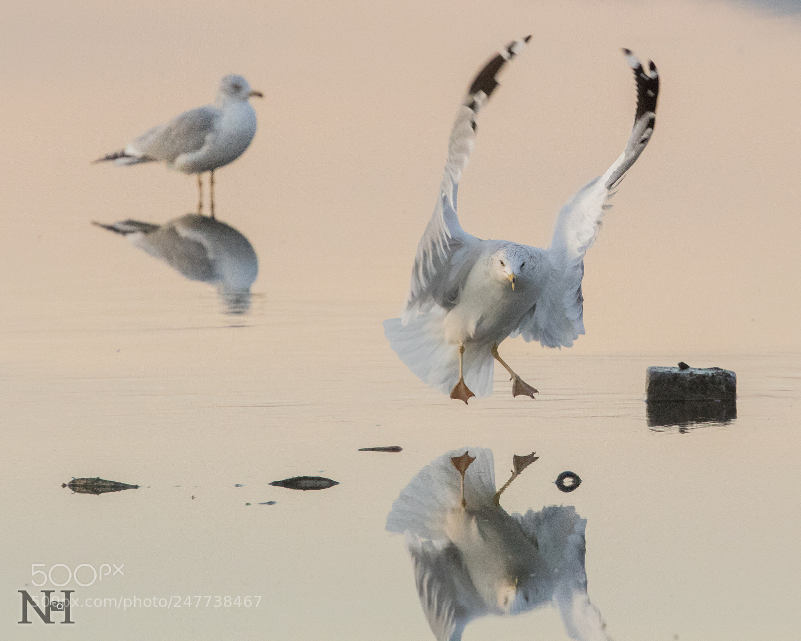 Canon EOS 7D Mark II sample photo. Ring-billed gull sticking the photography