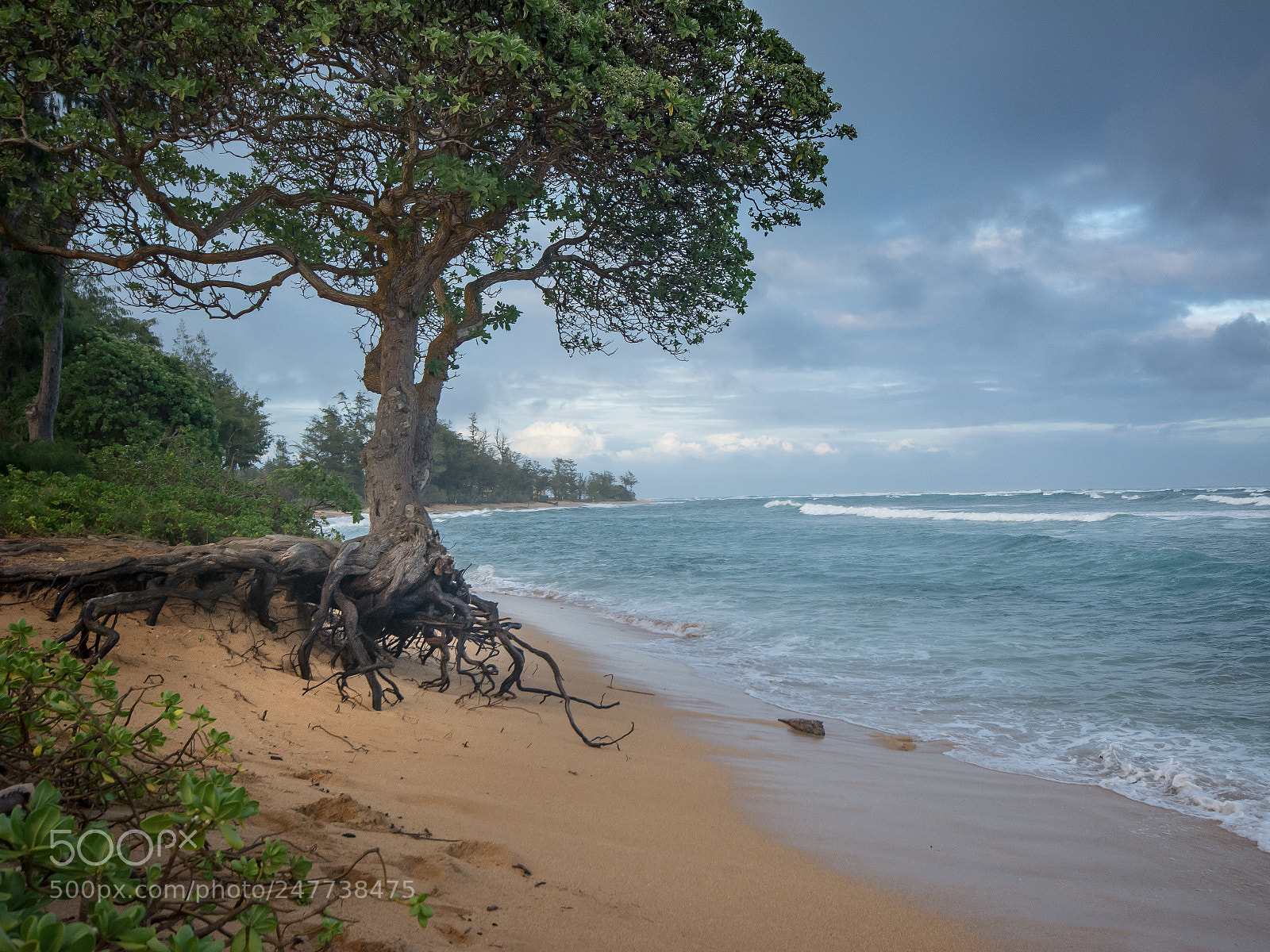Nikon D7100 sample photo. Magic tree (of ) photography
