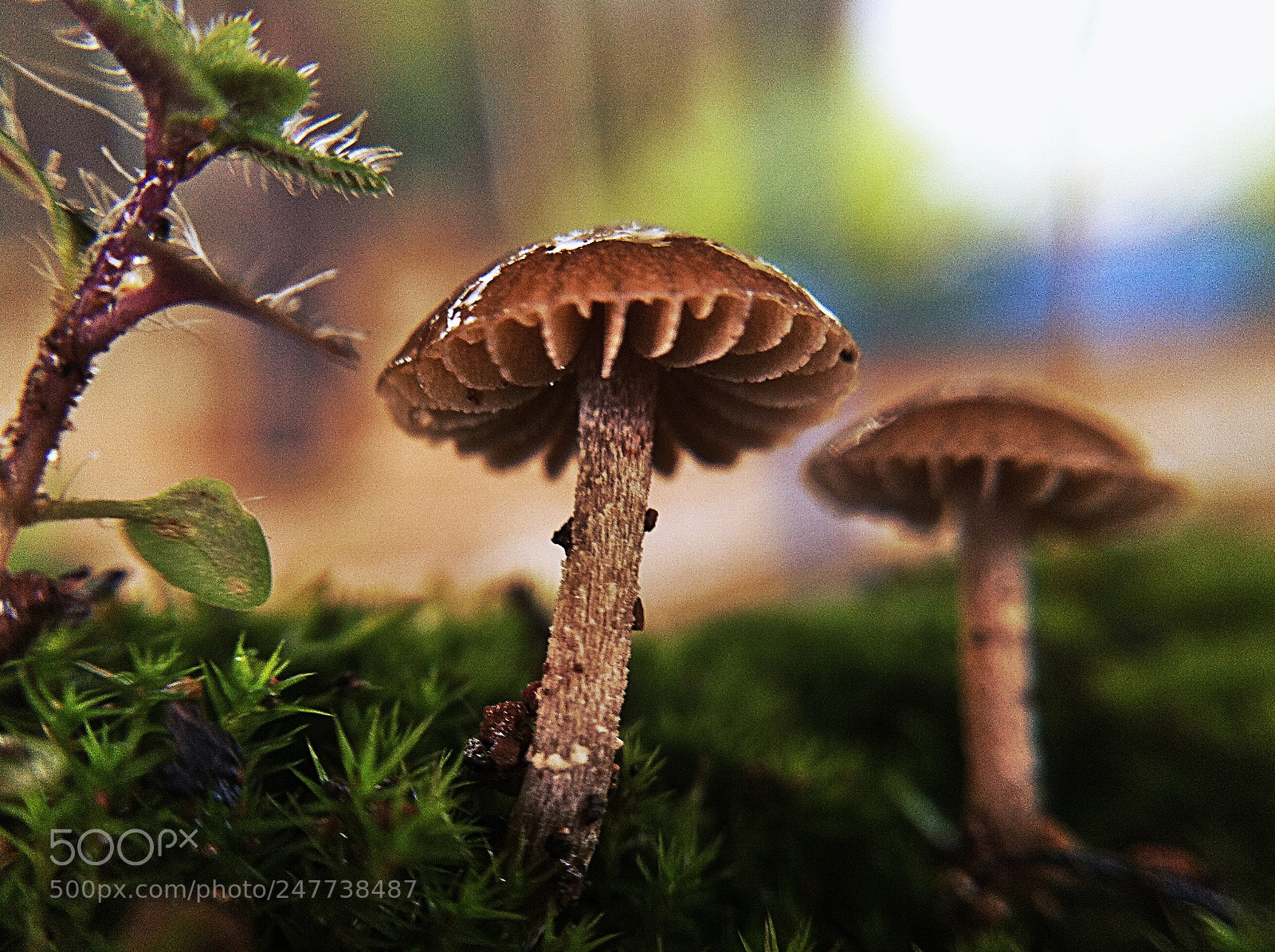 Apple iPhone 4 sample photo. Macro mushroom photography