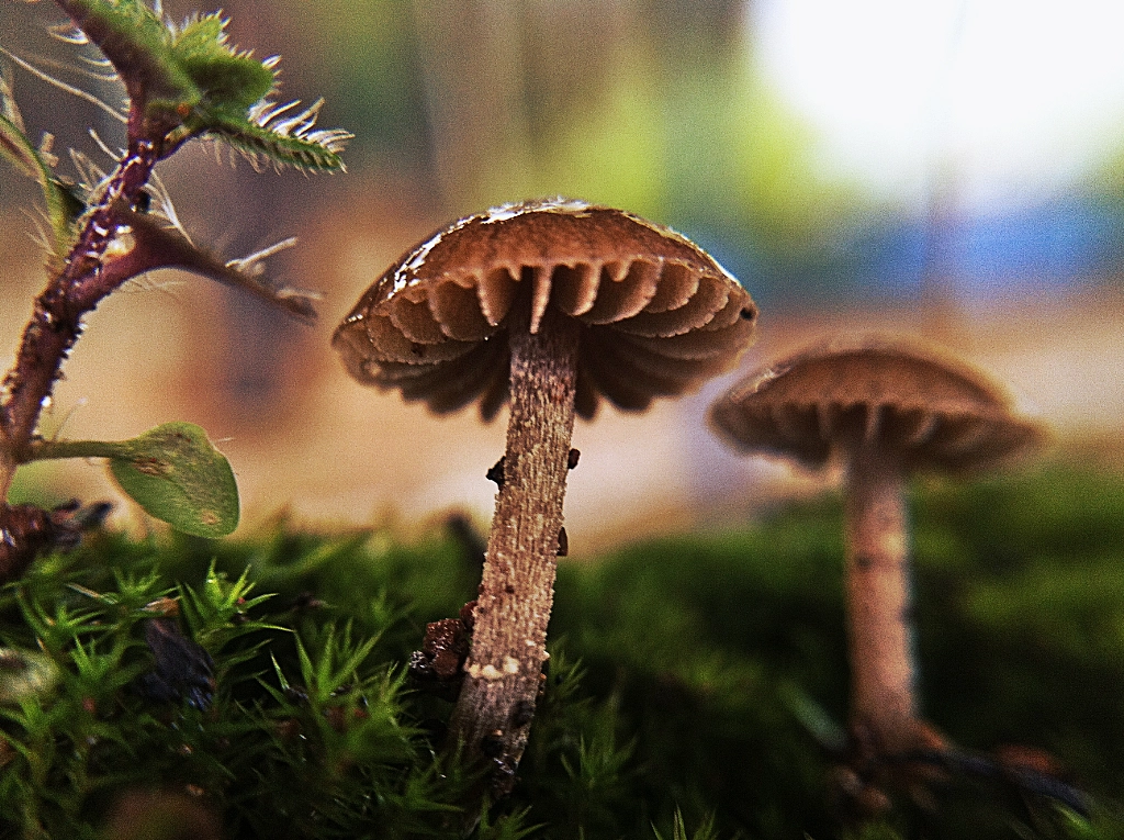 Macro Mushroom de Onder SAHAN sur 500px.com
