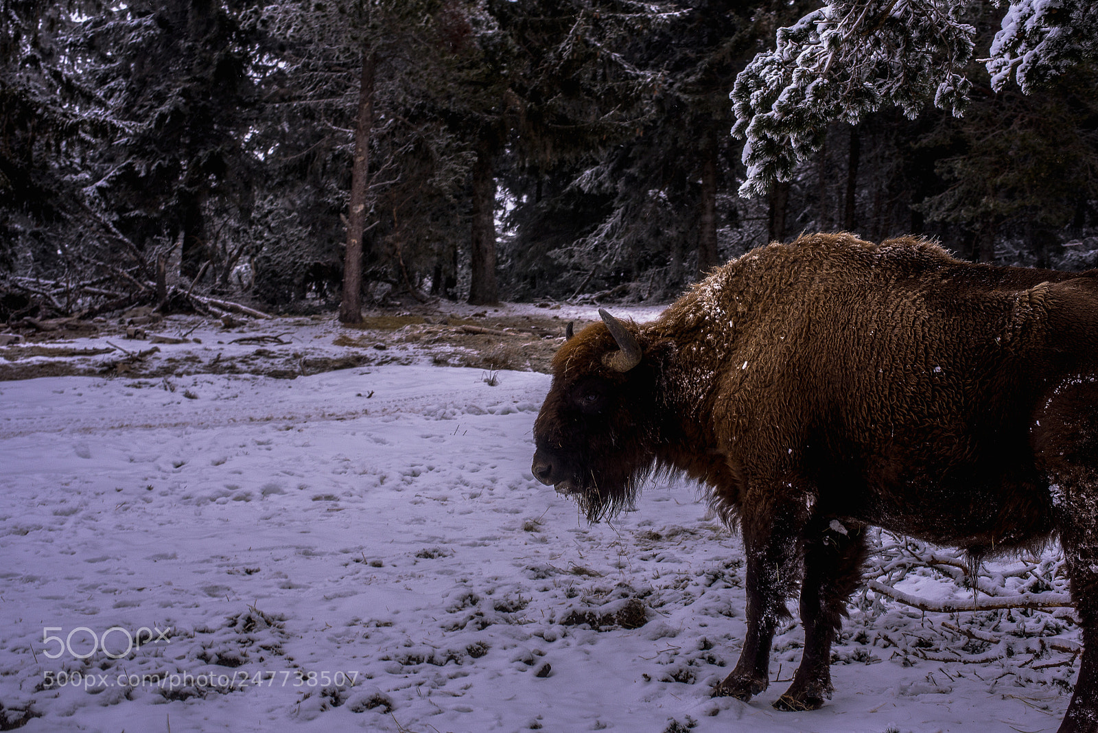 Nikon D750 sample photo. Instant bison photography