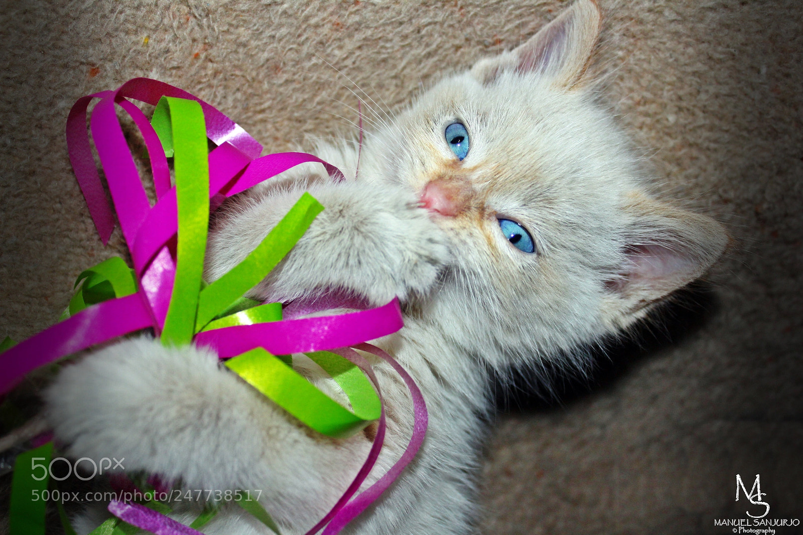 Canon EOS 1300D (EOS Rebel T6 / EOS Kiss X80) sample photo. Mi nuevo gatito ?? photography