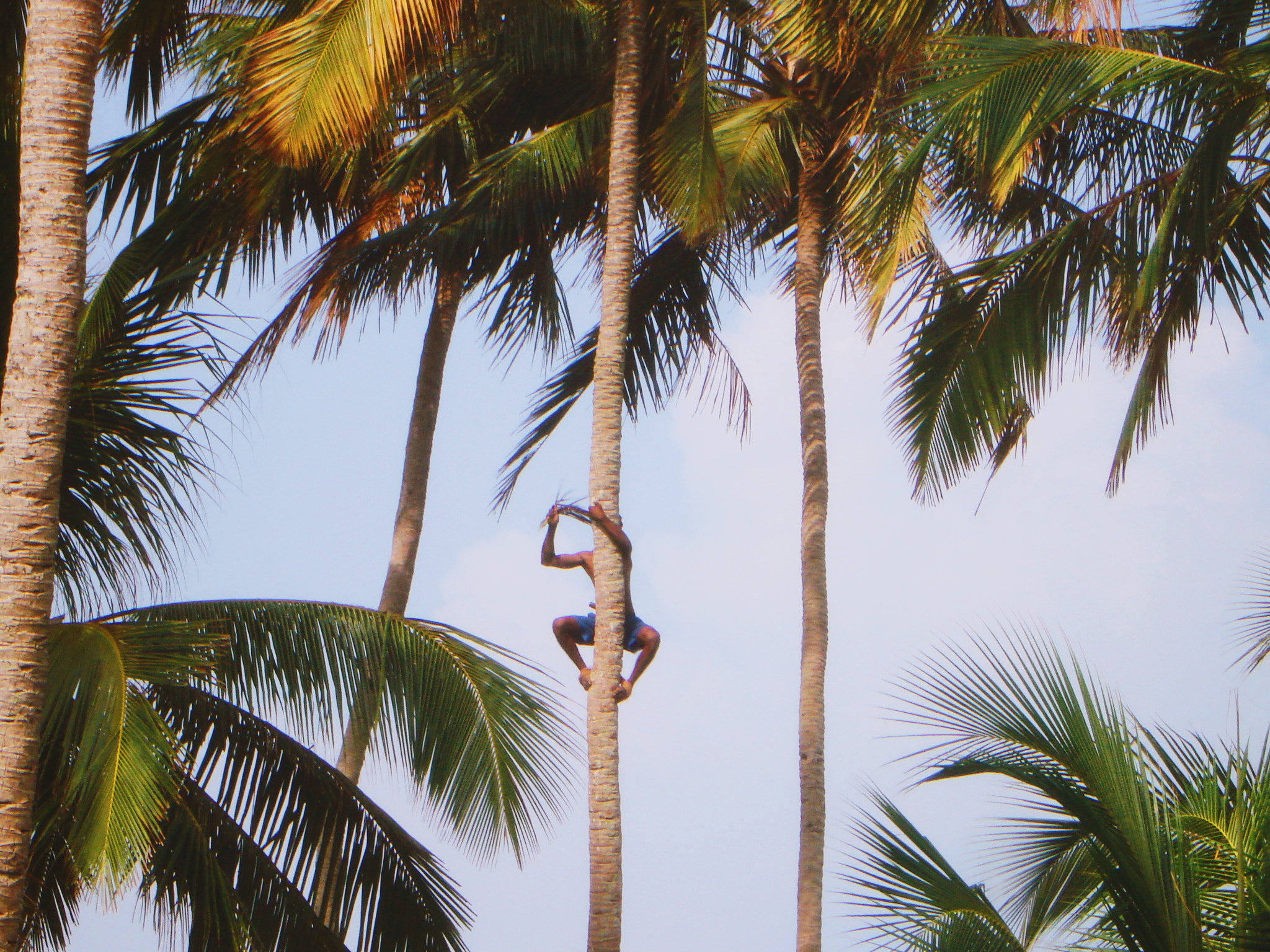 Sony DSC-W100 sample photo. 🌴 photography