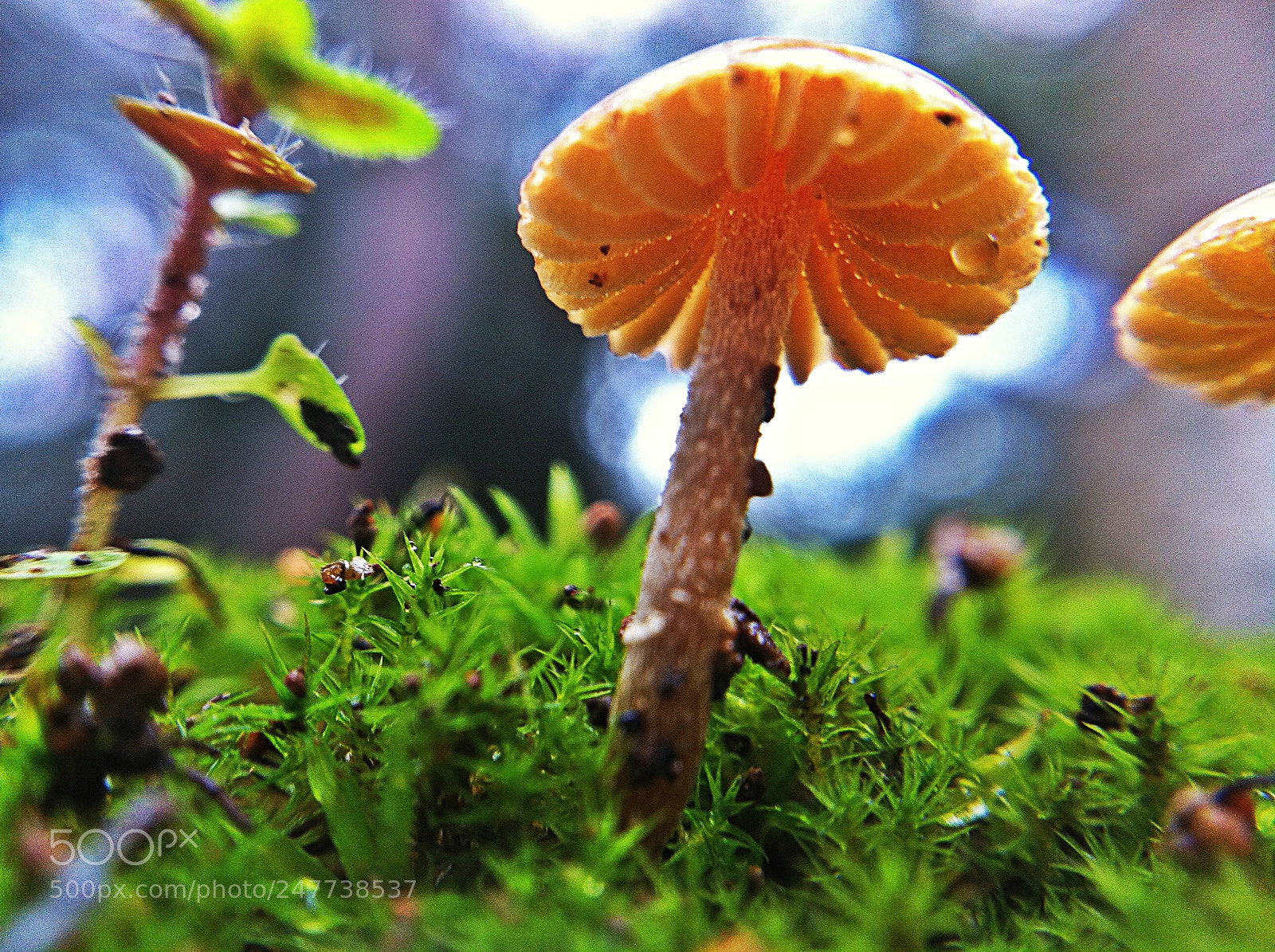 Apple iPhone 4 sample photo. Macro mushroom photography