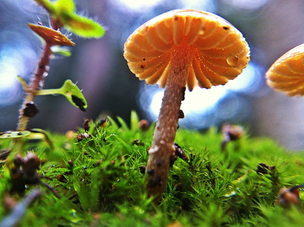 Macro Mushroom de Onder SAHAN sur 500px.com