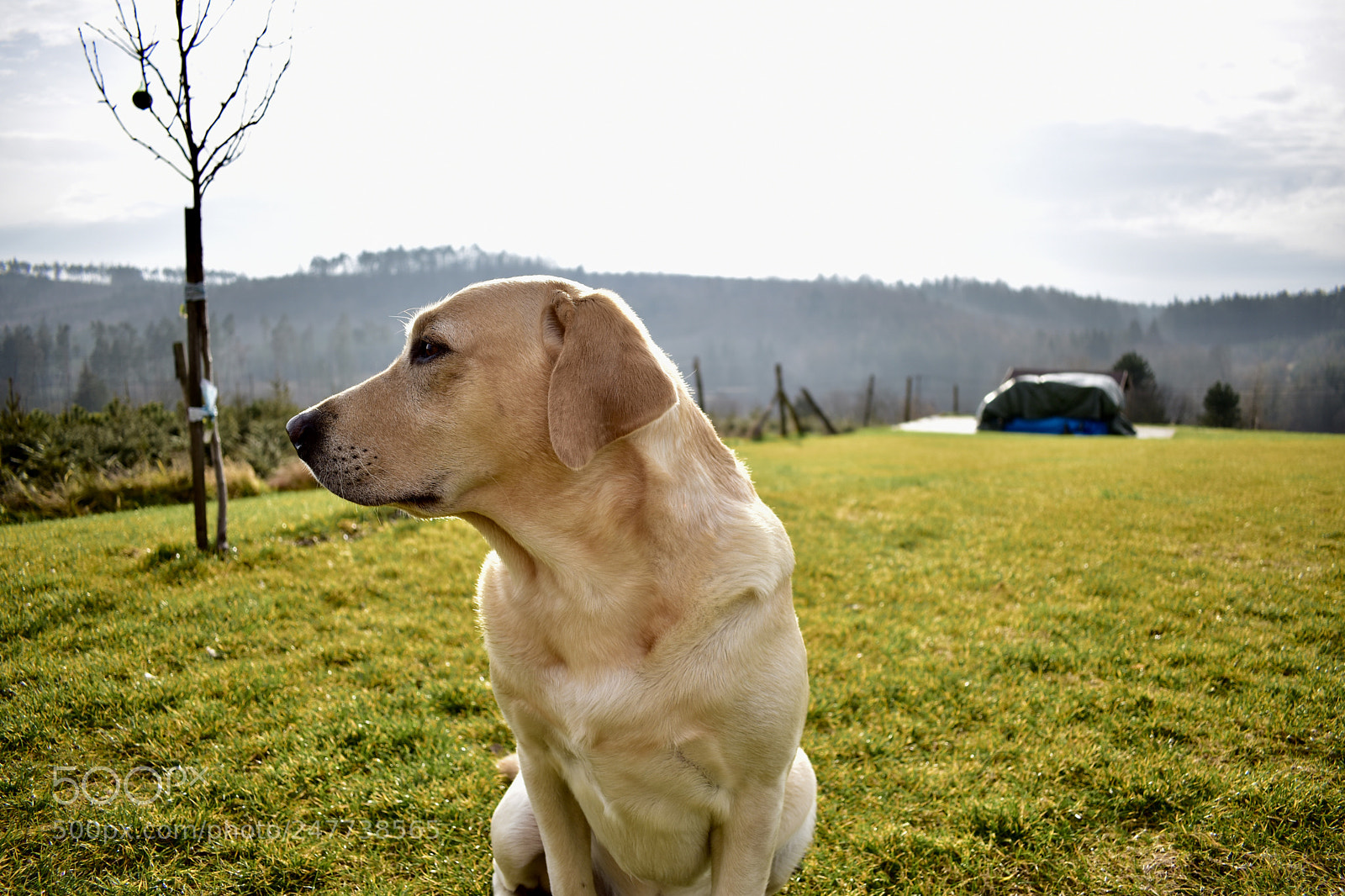 Nikon D5600 sample photo. Labrador photography
