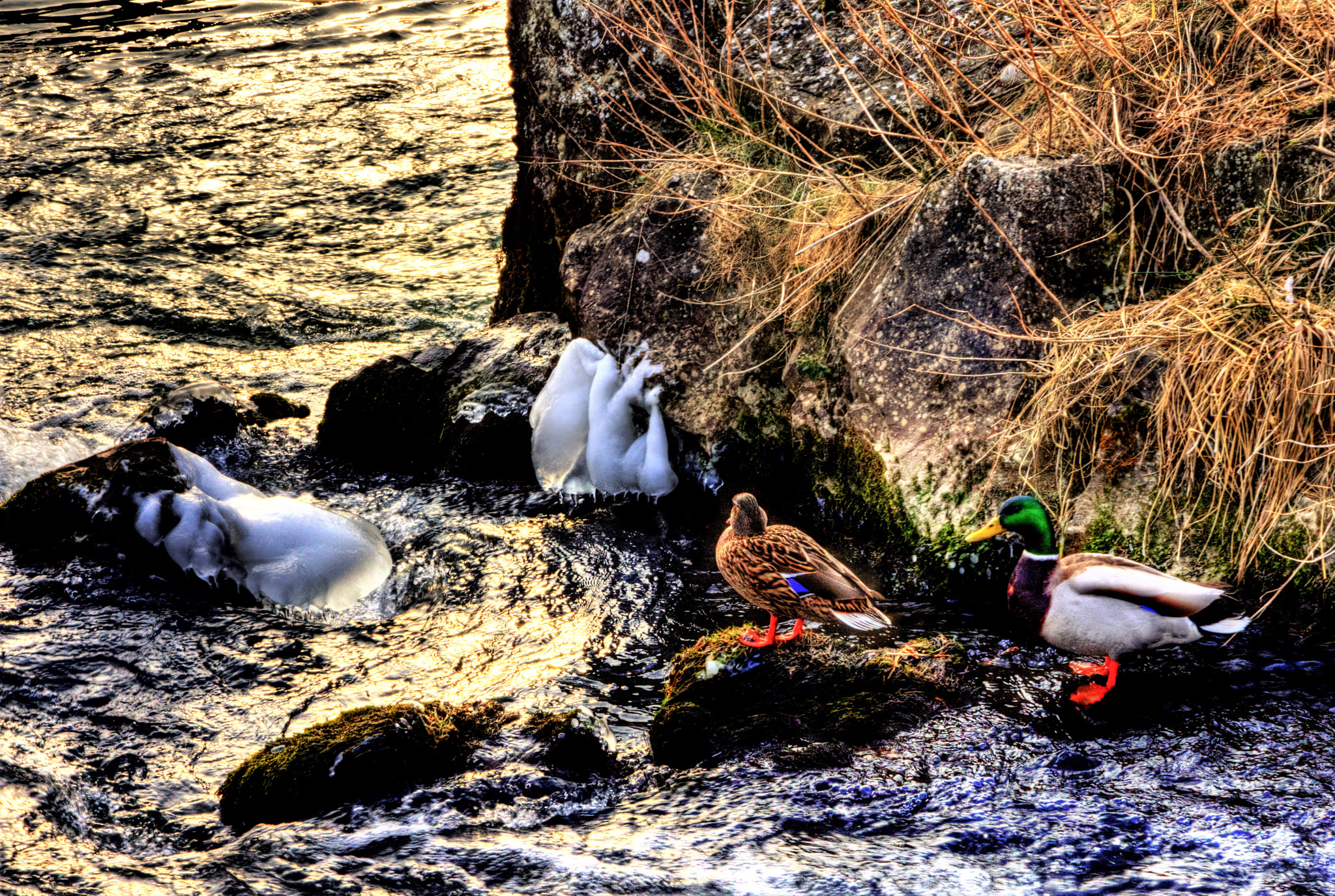 Nikon D7200 sample photo. Ice goose photography