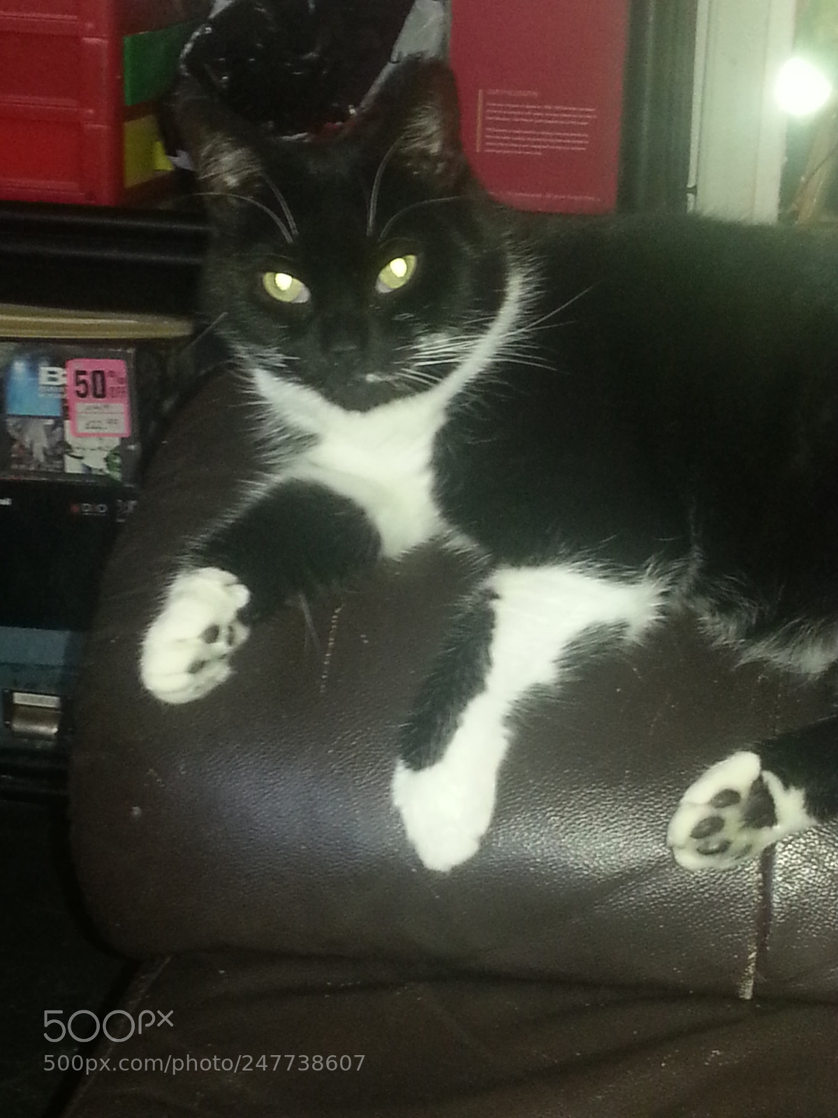 Samsung Galaxy S3 sample photo. Lucy photography