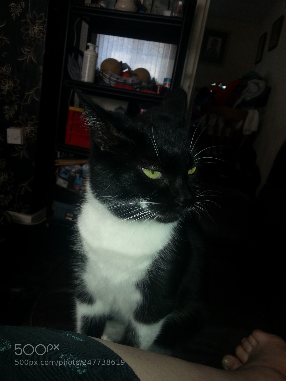 Samsung Galaxy S3 sample photo. Lucy photography