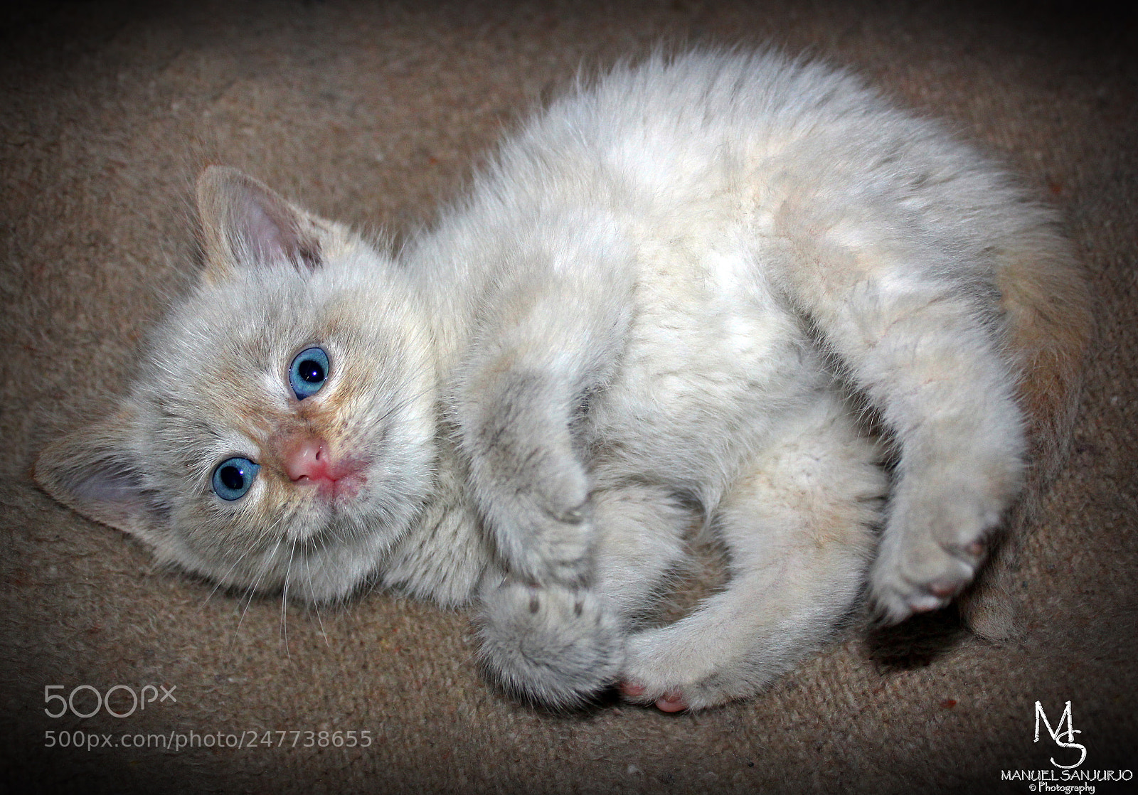 Canon EOS 1300D (EOS Rebel T6 / EOS Kiss X80) sample photo. Mi nuevo gatito ?? photography