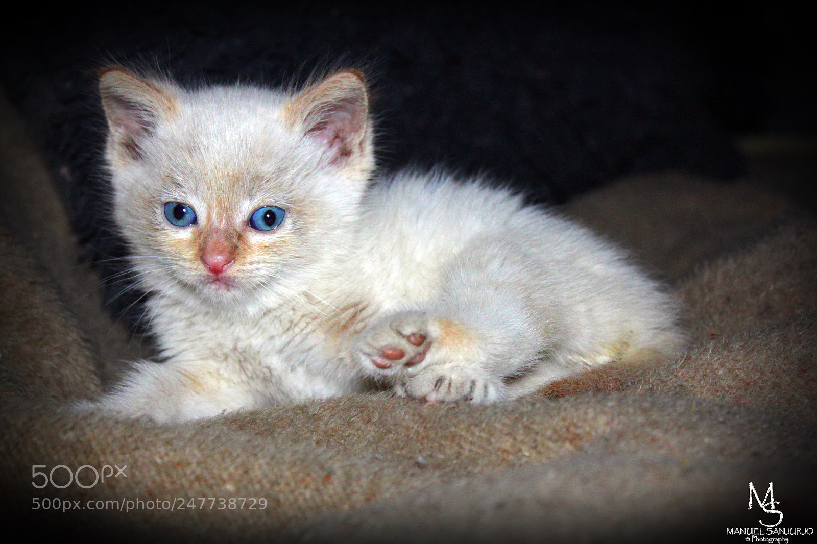 Canon EOS 1300D (EOS Rebel T6 / EOS Kiss X80) sample photo. Mi nuevo gatito ??? photography