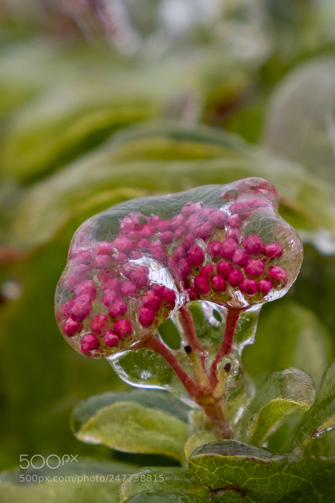 Fujifilm X-T10 sample photo. Ice cocoon photography