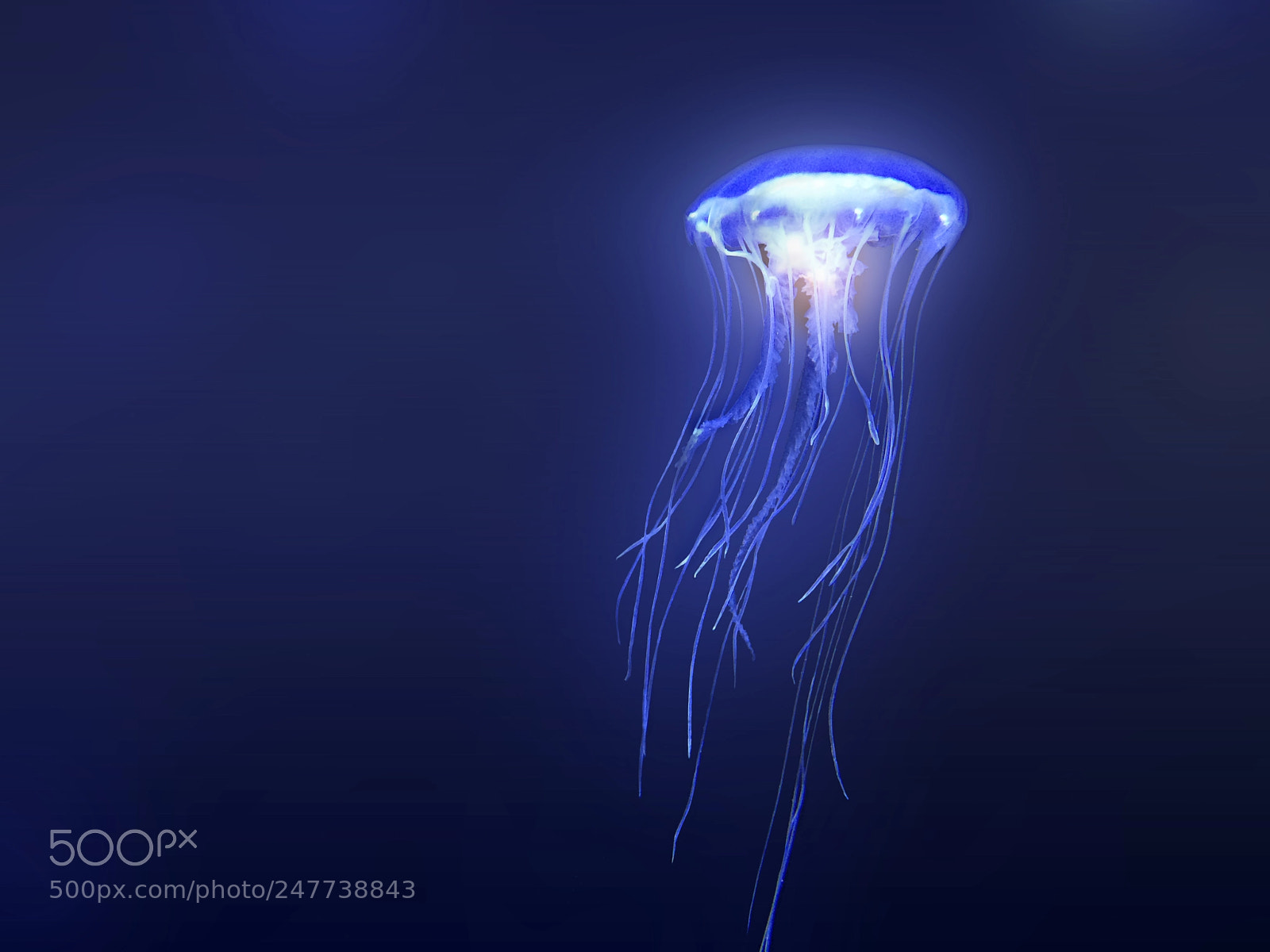 Apple iPhone 5s sample photo. Jellyfish photography