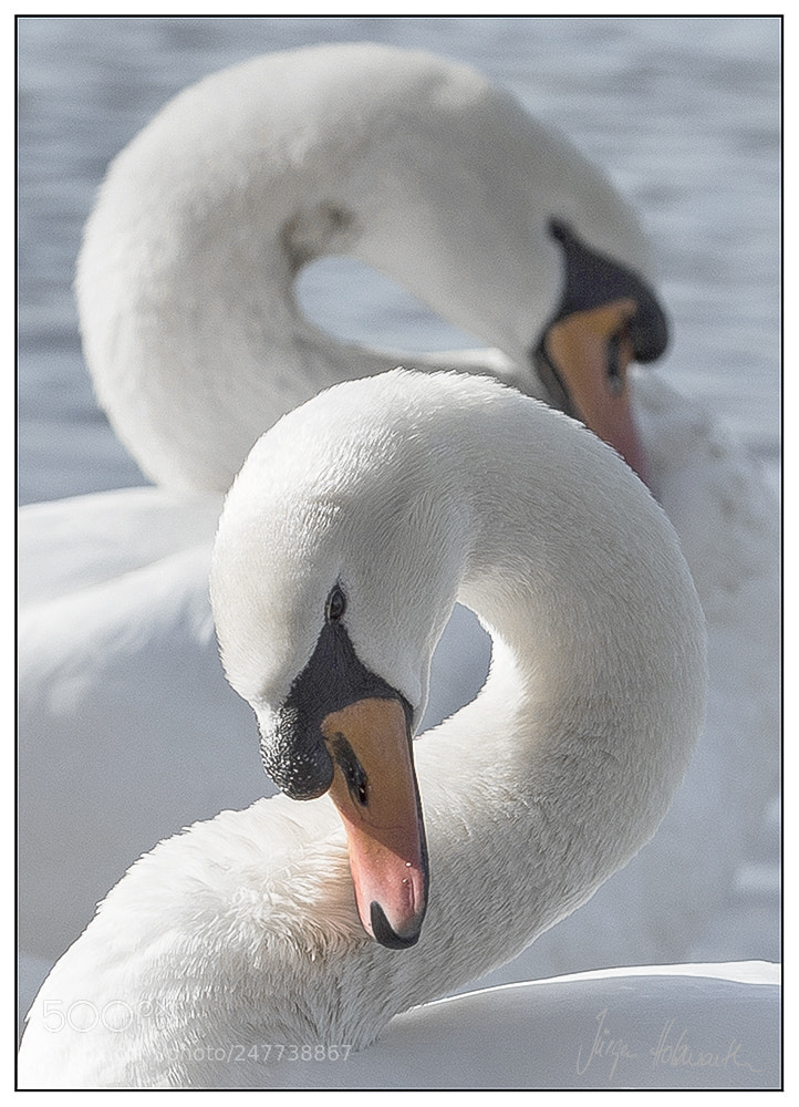 Canon EOS-1D X Mark II sample photo. You and me photography