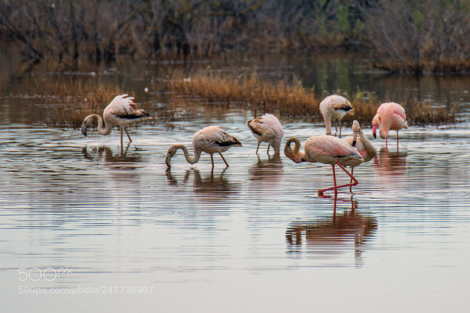 Canon EOS 7D Mark II sample photo. Greater flamingo in kalochori photography