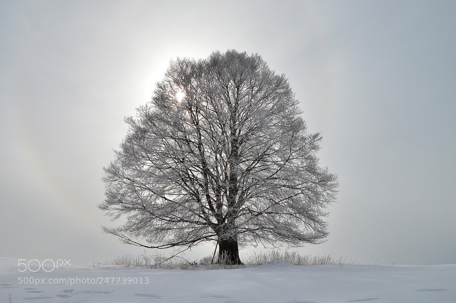 Nikon D3200 sample photo. Beech tree photography