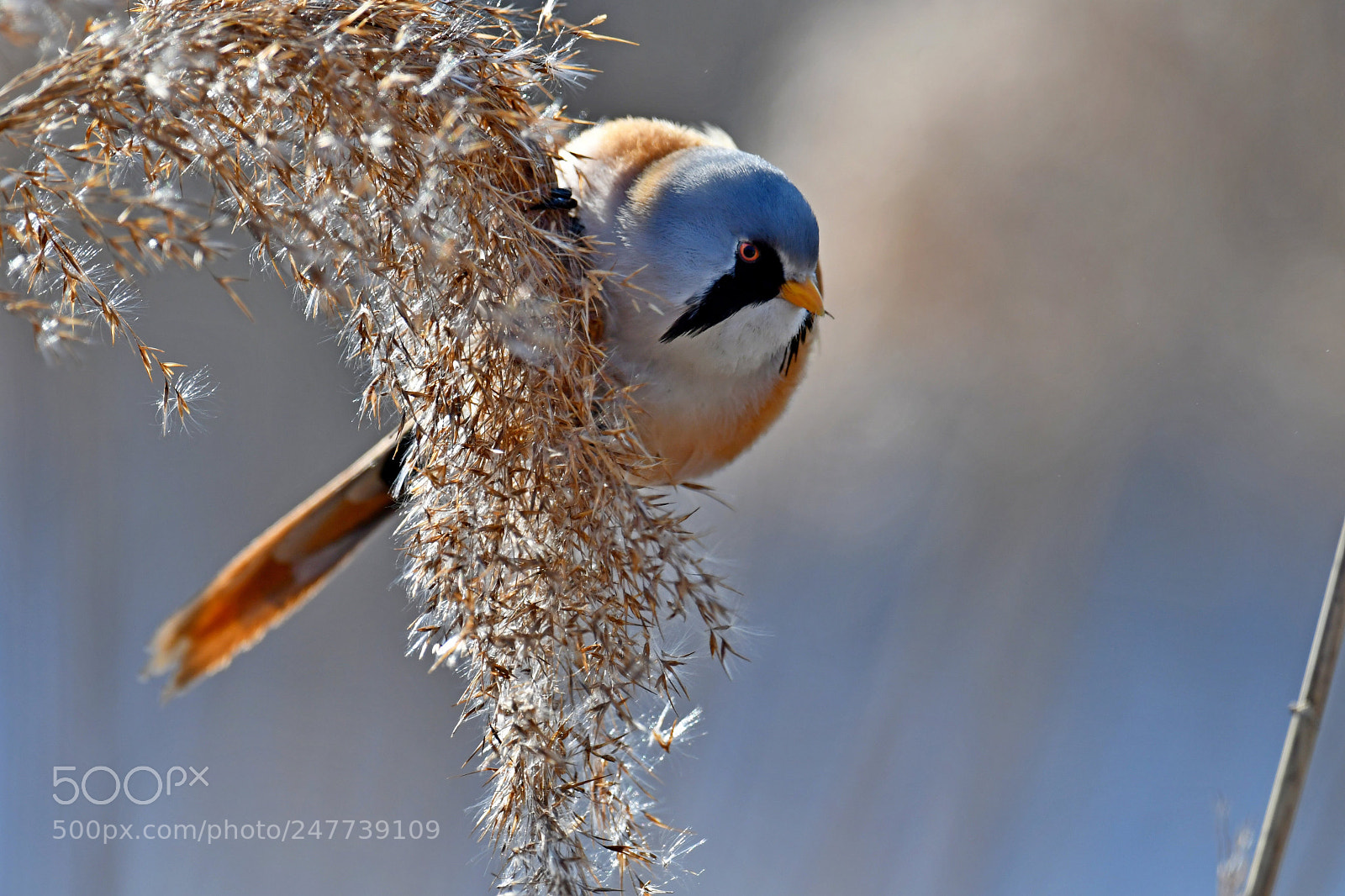 Nikon D500 sample photo. Bearded reedling photography
