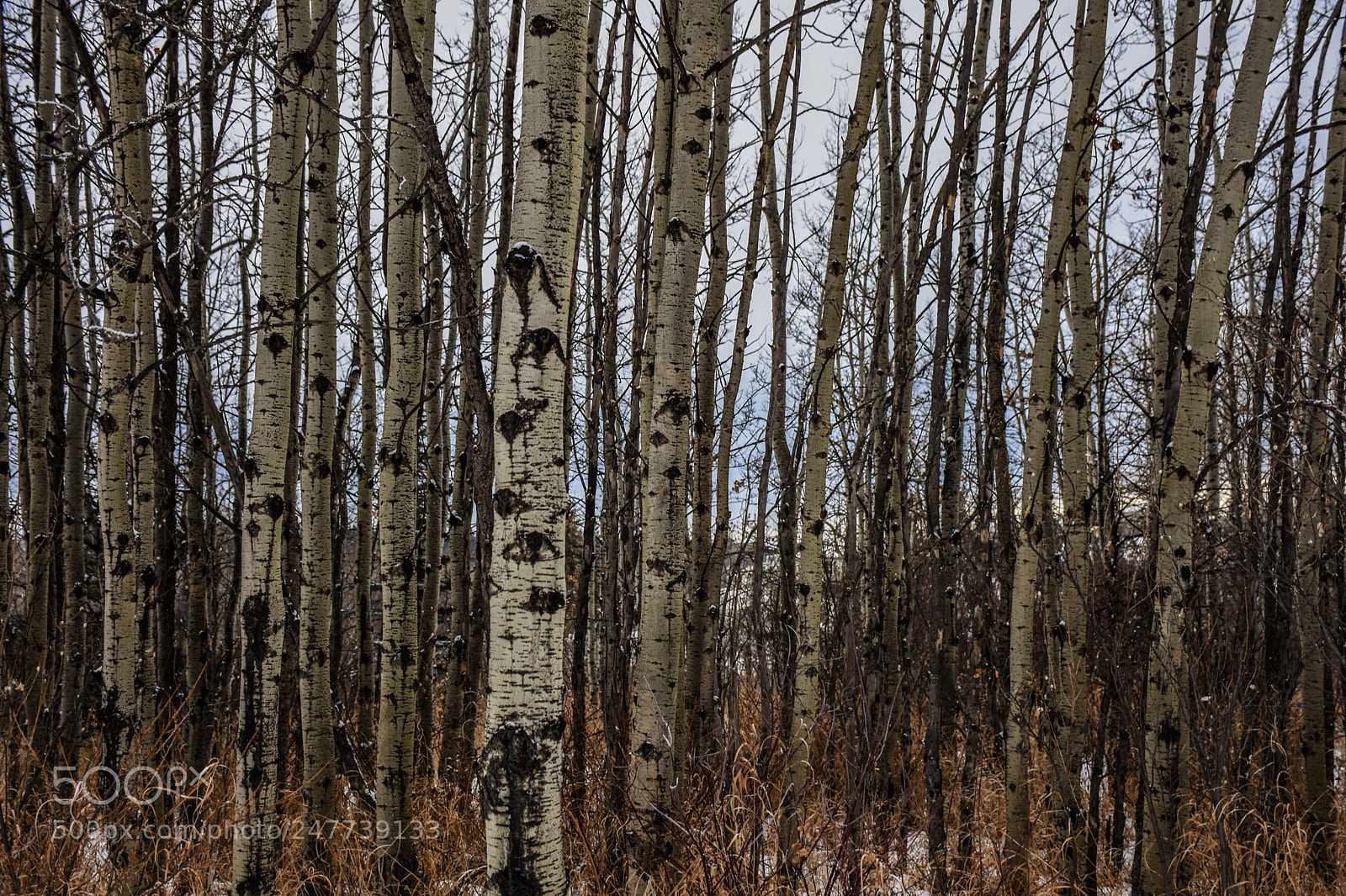 Nikon D7200 sample photo. Like for trees photography