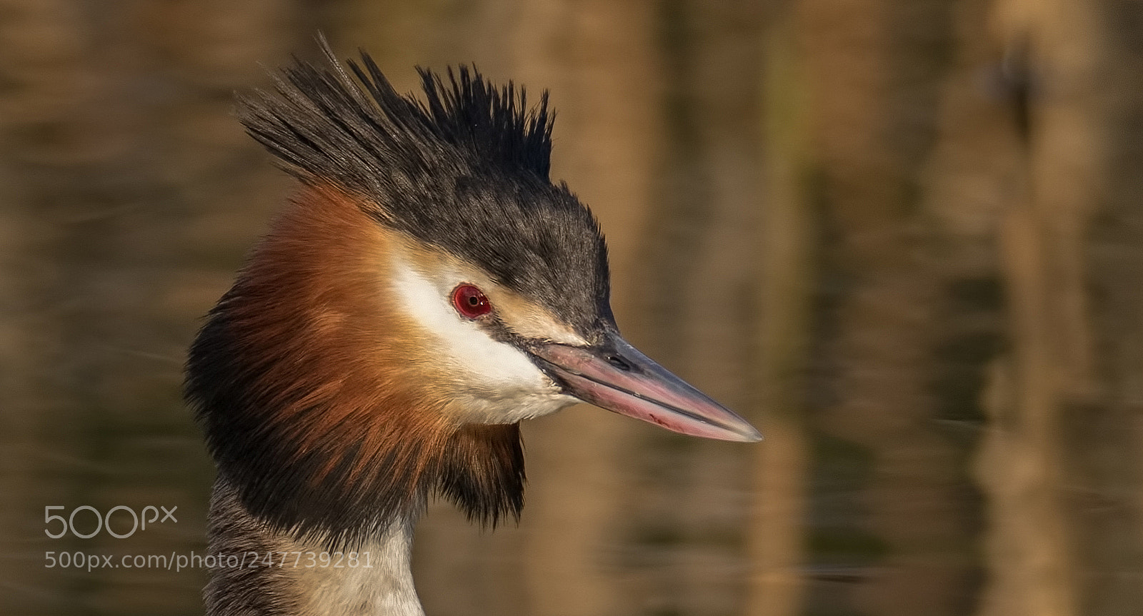 Canon EOS 7D Mark II sample photo. Grebe close up photography