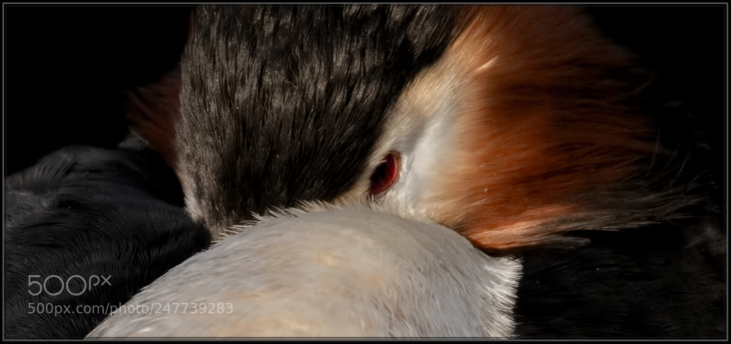 Canon EOS 7D Mark II sample photo. Grebe close up photography