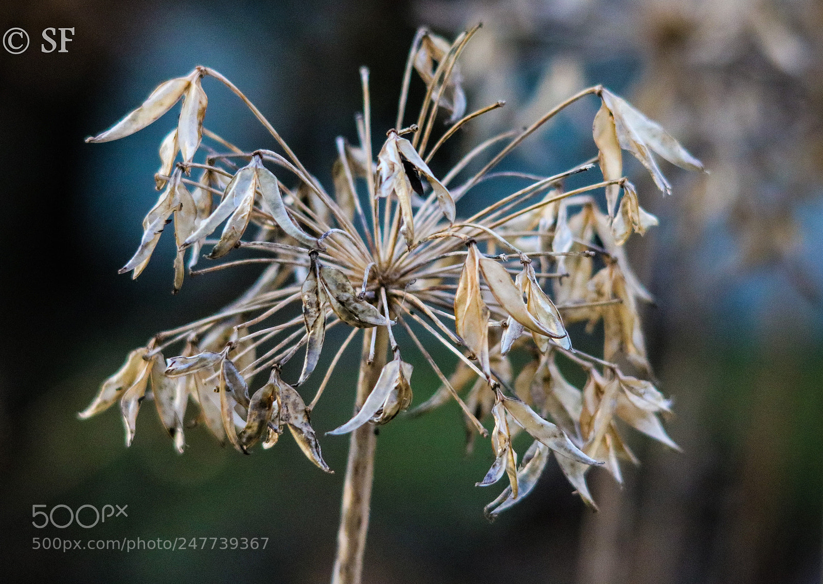 Canon EOS 750D (EOS Rebel T6i / EOS Kiss X8i) sample photo. The frozen agapanthus photography