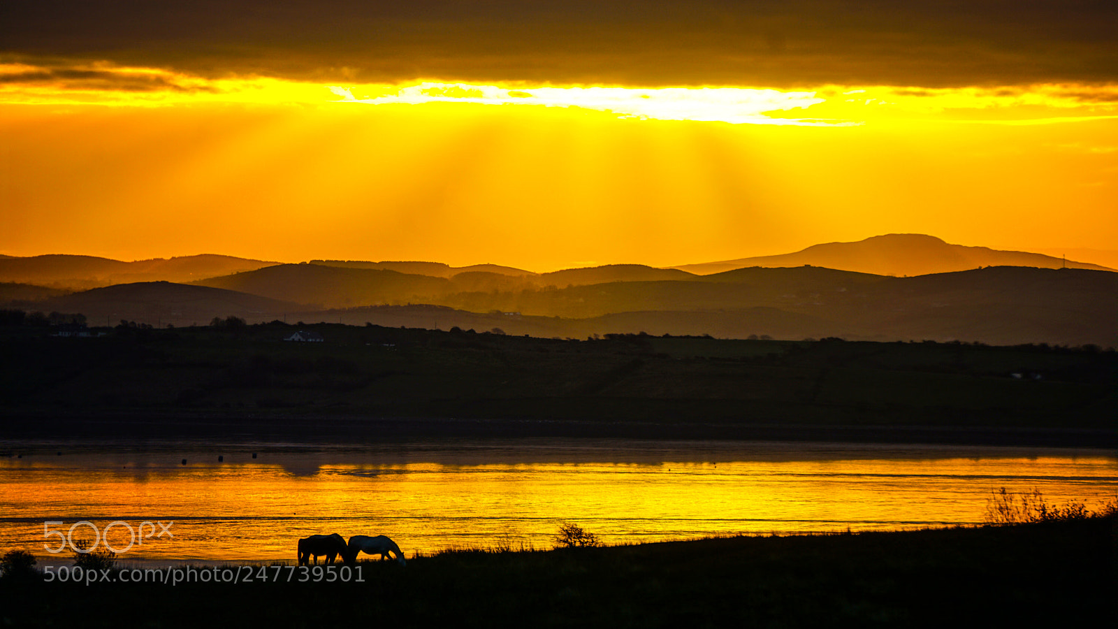 Sony a5100 sample photo. Irish gold photography