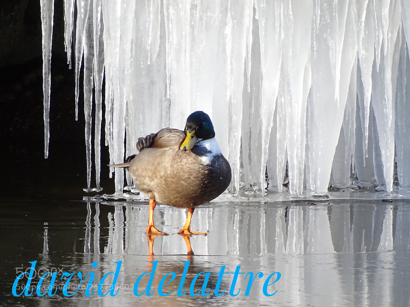 Sony Cyber-shot DSC-HX400V sample photo. Canard sur la glace photography