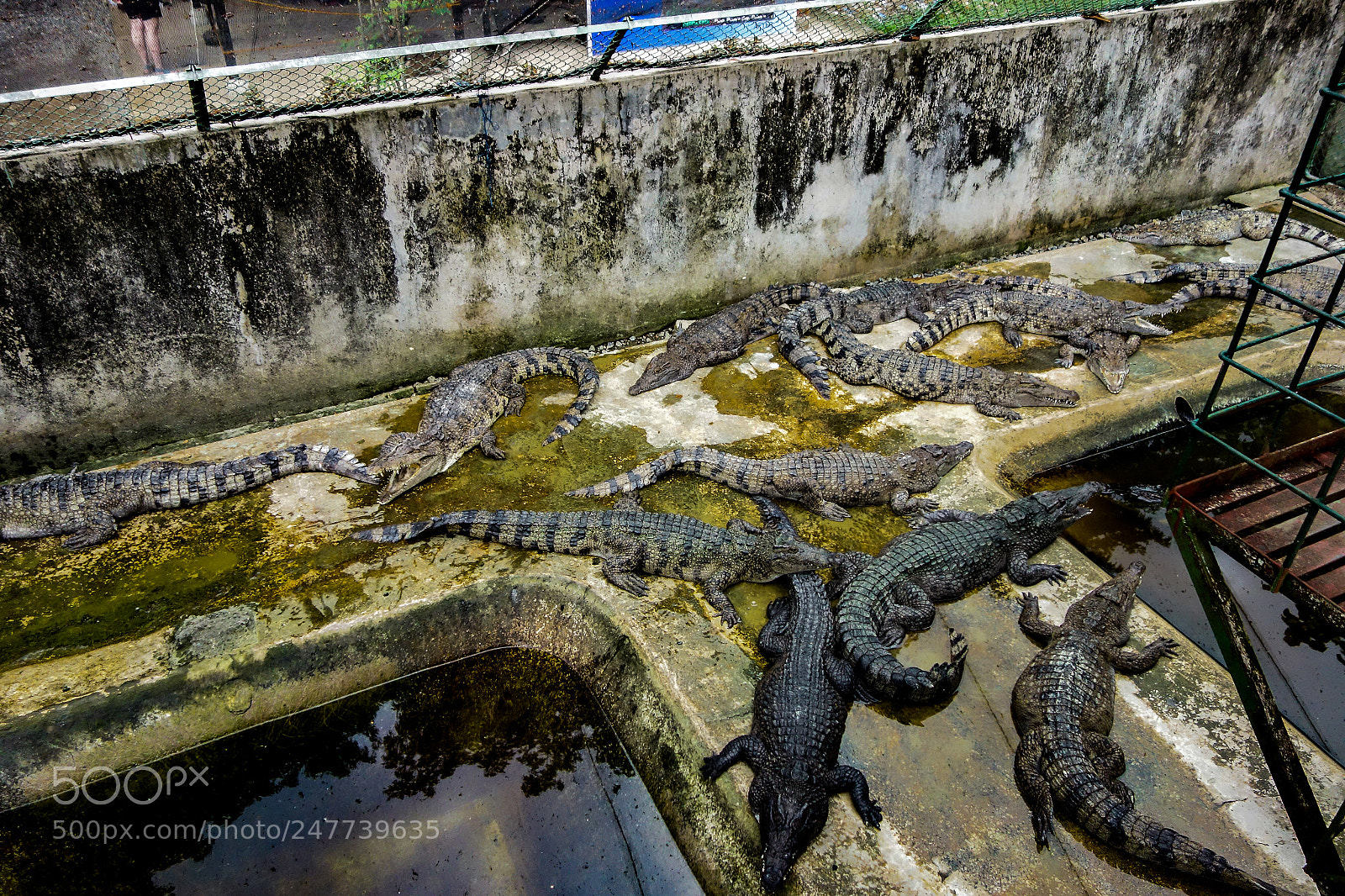 Sony Cyber-shot DSC-RX100 sample photo. 2015 puerto princessa, palawan photography