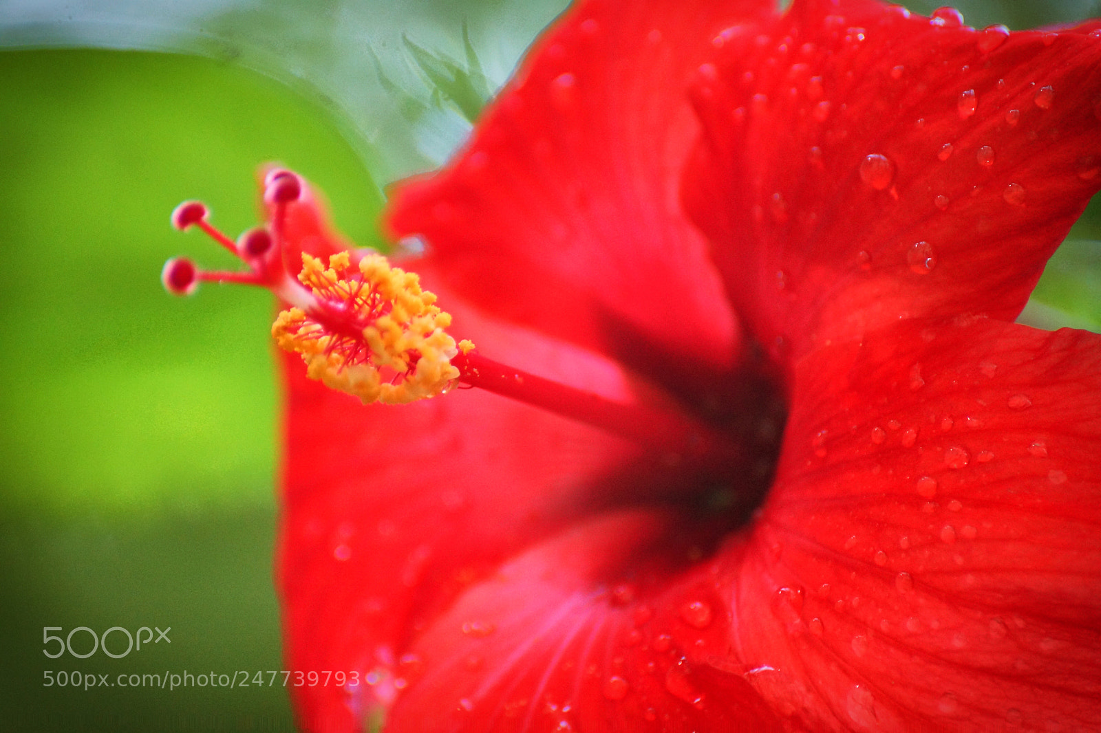 Sony SLT-A77 sample photo. Untitled photography