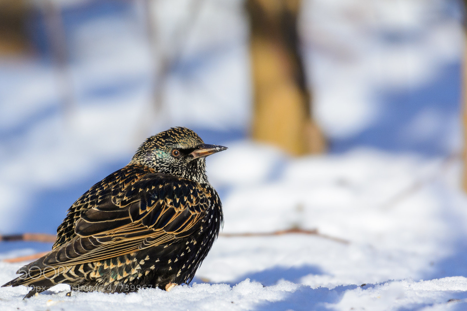 Nikon D7100 sample photo. Birdy photography