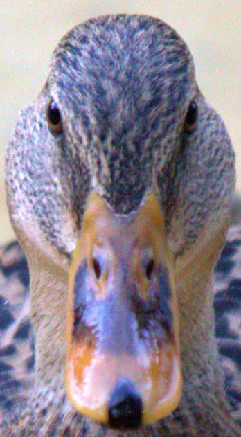 Canon EF 70-300mm F4-5.6 IS USM sample photo. Are you talking to me ? photography