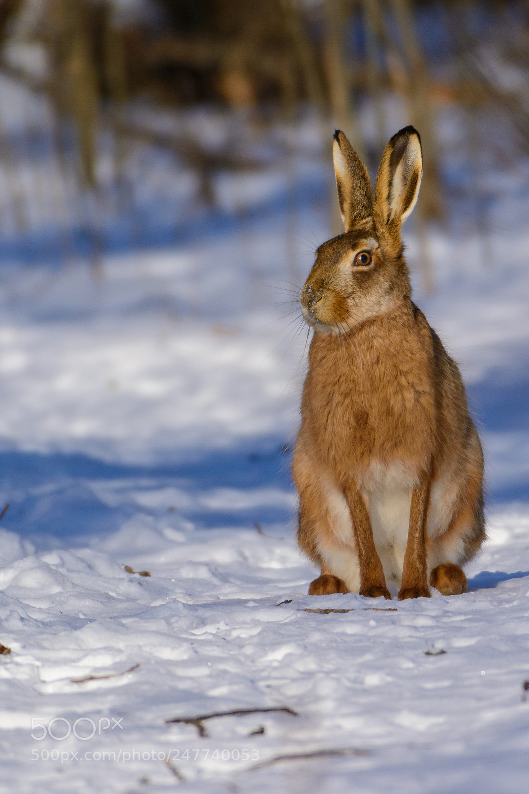 Nikon D7100 sample photo. Posing rabbit photography