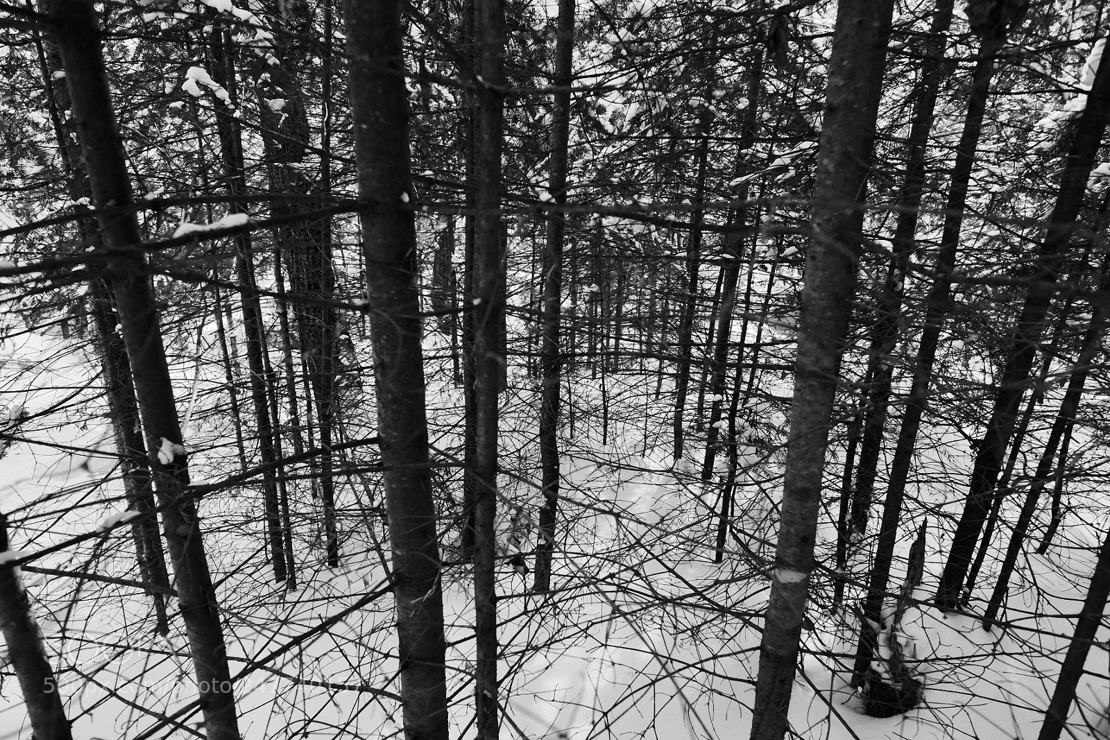 Fujifilm X-T10 sample photo. Boreal maze photography