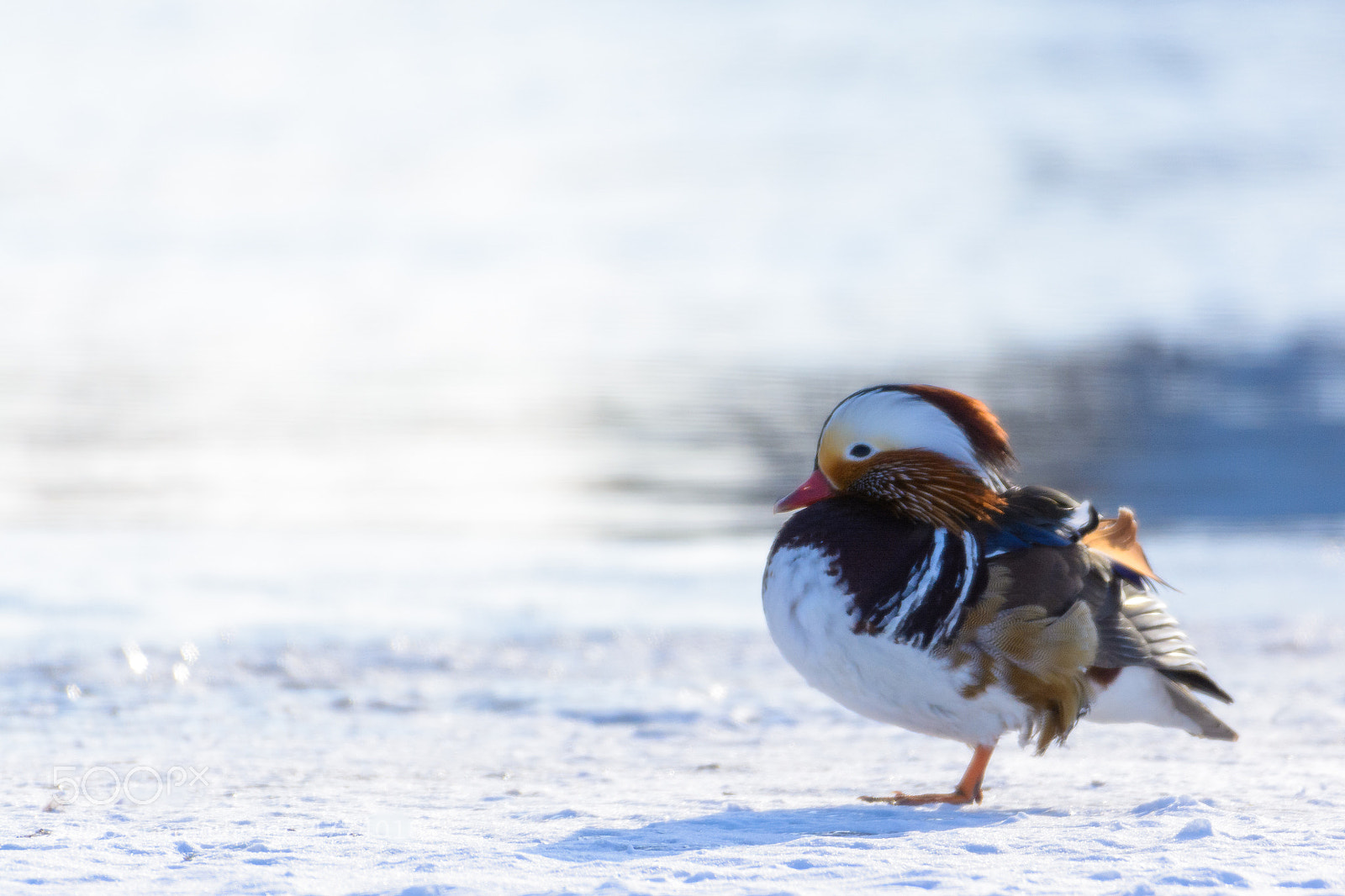 Nikon D7100 sample photo. In the cold photography