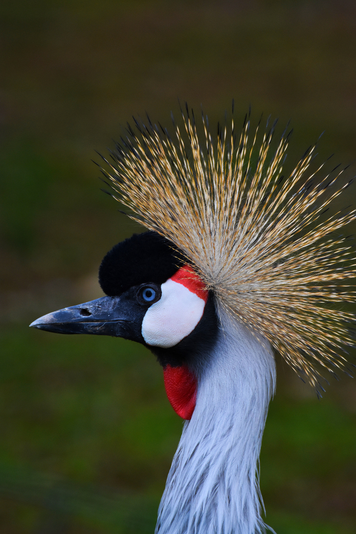 Nikon D3400 sample photo. Gru coronata (balearica regulorum) photography